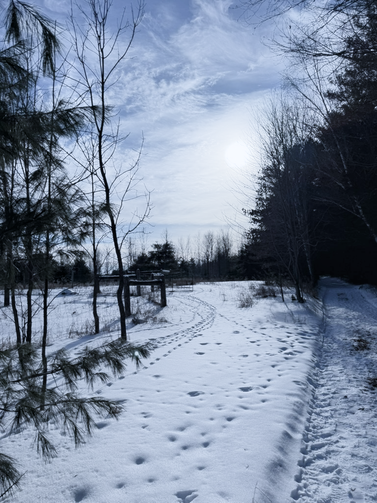 A snow path through the trees under a winter moon